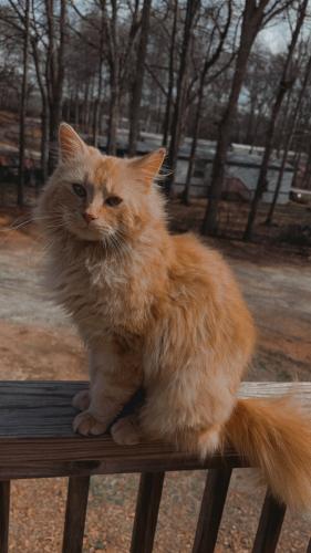 Lost Male Cat last seen Pearl Street Rockmart Ga, Rockmart, GA 30153