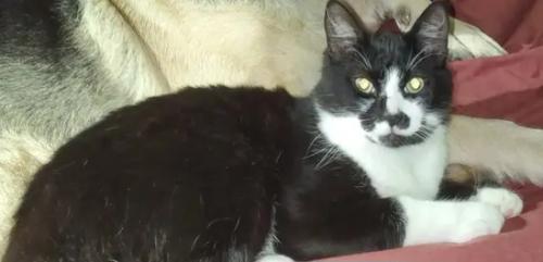 Lost Male Cat last seen NUNDY AVE AND GLORIA ST, Gibsonton, FL 33534