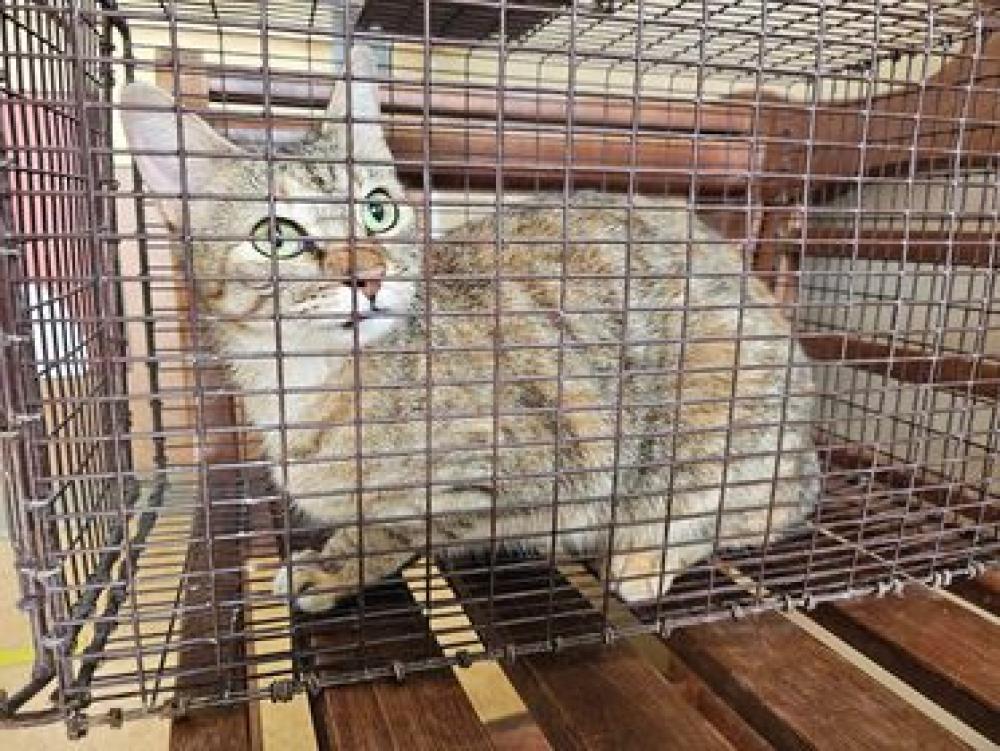Shelter Stray Female Cat last seen Cedar Hill, TX 75104, Cedar Hill, TX 75104