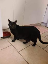 Lost Female Cat last seen Westley Ave and Elmwood St, Coquitlam, BC V3J 3W8