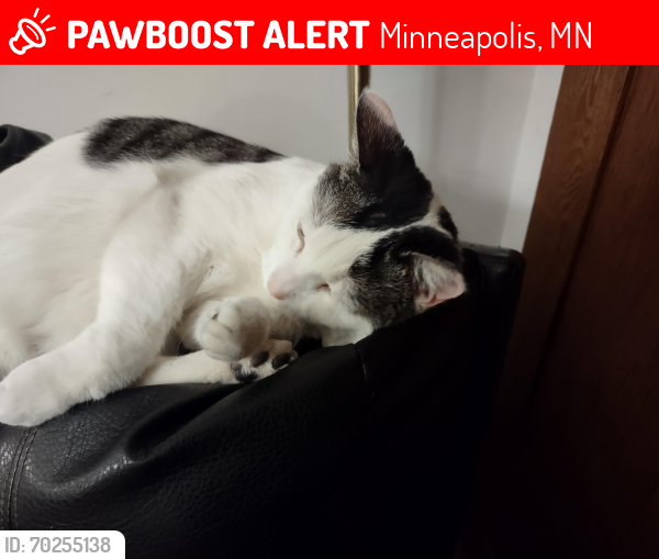 Lost Male Cat last seen 29th ave s & e 43rd St, Minneapolis, Minneapolis, MN 55406