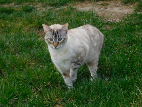 Lost Female Cat last seen Near S 1055 W South Jordan, UT  84095 United States, South Jordan, UT 84088