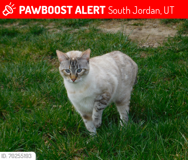 Lost Female Cat last seen Near S 1055 W South Jordan, UT  84095 United States, South Jordan, UT 84088