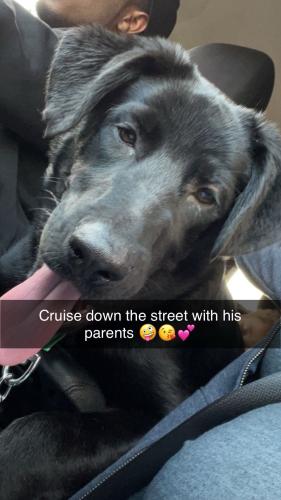 Lost Male Dog last seen Cherry street plymouth pa, Plymouth, PA 18651