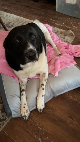 Lost Female Dog last seen 1/2 mile from Liberty Chapel Firehouse, Cleburne, TX 76031