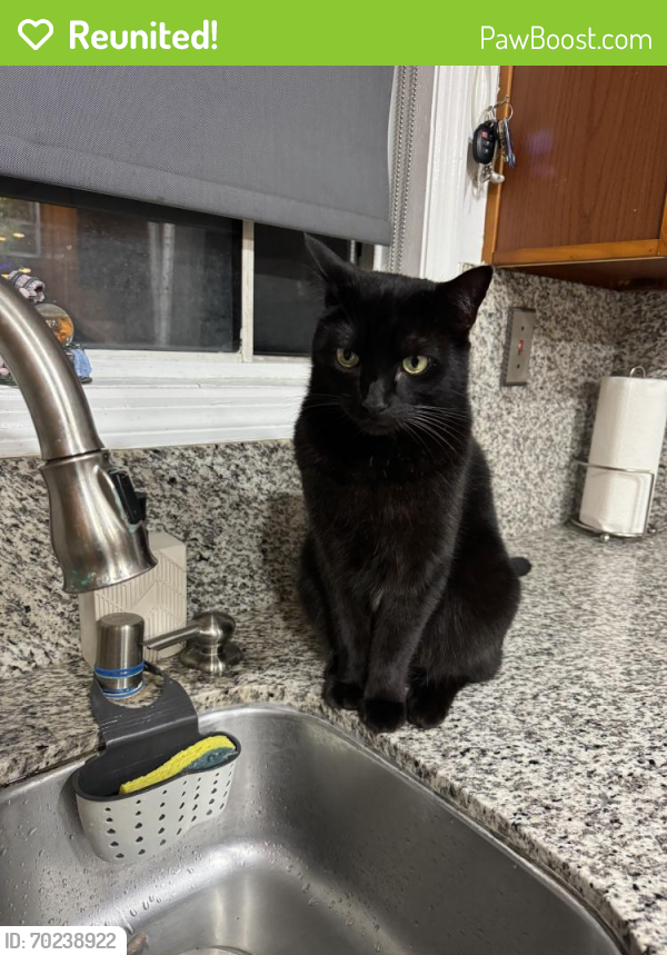 Reunited Male Cat last seen Dunklee Ln and West Street, Garden Grove, CA 92840