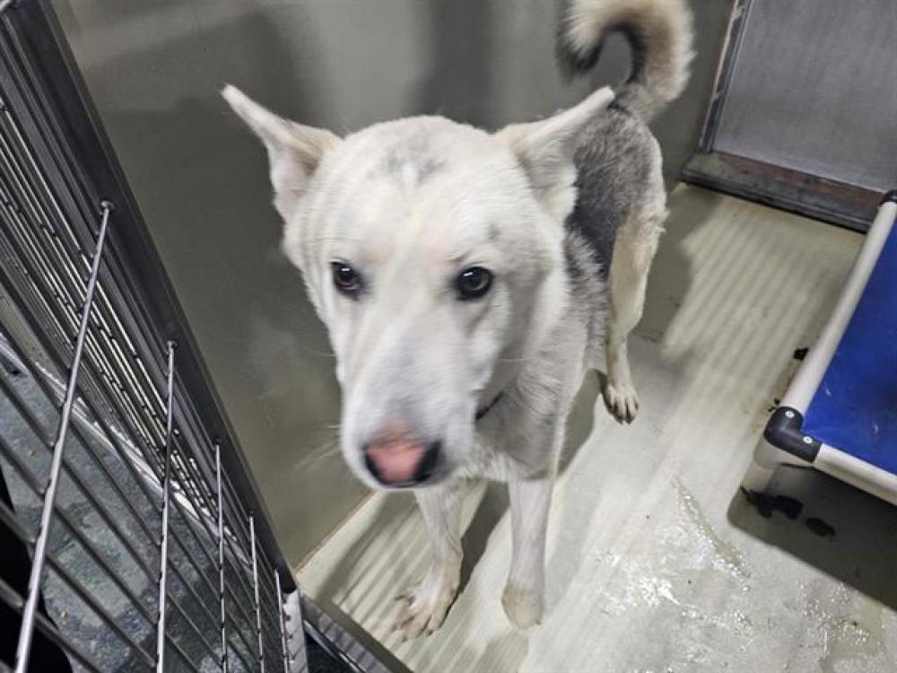 Shelter Stray Male Dog last seen FRUITVALE AVE, BAKERSFIELD CA 93308, Bakersfield, CA 93308