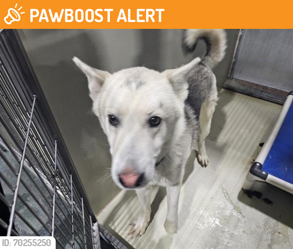Shelter Stray Male Dog last seen FRUITVALE AVE, BAKERSFIELD CA 93308, Bakersfield, CA 93308