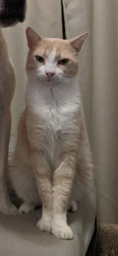 Lost Male Cat last seen Fife and Pilgrim's Point, Webster, TX 77598