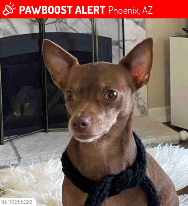 Lost Male Dog last seen Near east campbell ave, phoenix, az, Phoenix, AZ 85014