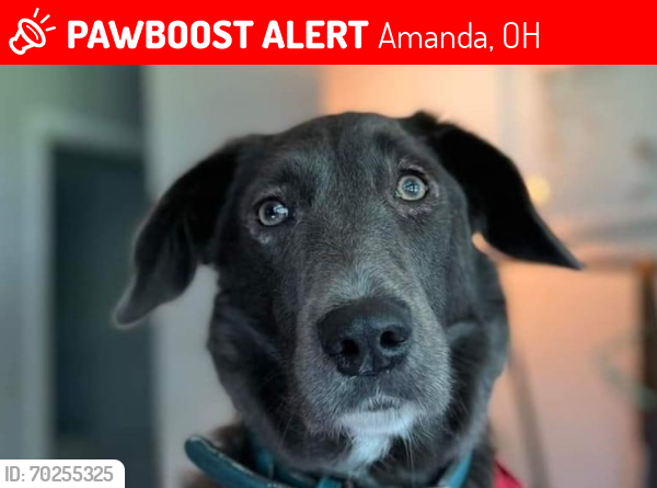 Lost Female Dog last seen Hunter rd sw and bowers rd sw , Amanda, OH 43102