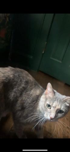 Lost Female Cat last seen Ardmore , Winston-Salem, NC 27103
