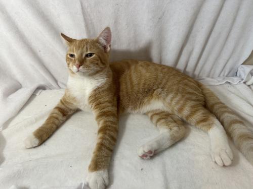 Lost Male Cat last seen Middle of Giesse dr. , Mayfield Heights, OH 44124