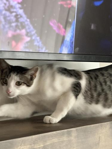 Lost Male Cat last seen Brighton and Fair View behind Smart and Final, Arroyo Grande, CA 93420