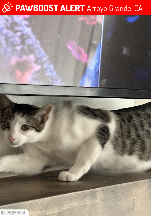 Lost Male Cat last seen Brighton and Fair View behind Smart and Final, Arroyo Grande, CA 93420