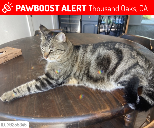 Lost Male Cat last seen Calle morera / calle avellano, Thousand Oaks, CA 91362