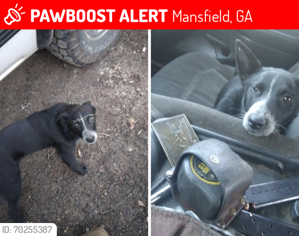 Lost Female Dog last seen Estes road , Mansfield, GA 30055