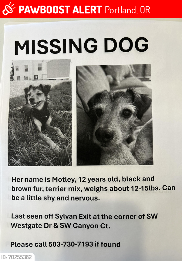 Lost Female Dog last seen SW Westgate and SW Canyon Ct off Sylvan Exit, Portland, OR 97221