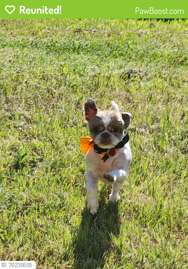 Reunited Male Dog last seen Near and overlook pkwy, San Antonio, TX 78260