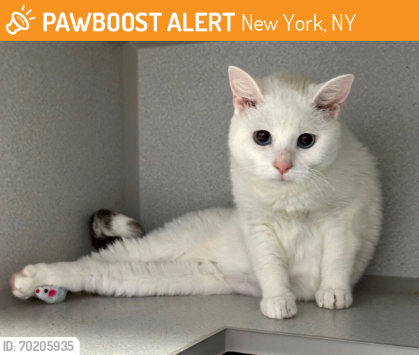 Shelter Stray Female Cat last seen Apt 7G,350 E 124th Street, NEW YORK, NY, 10035, New York, NY 10029