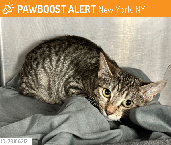 Shelter Stray Female Cat last seen Near S 138th Street, BRONX, NY, 10454, New York, NY 10029
