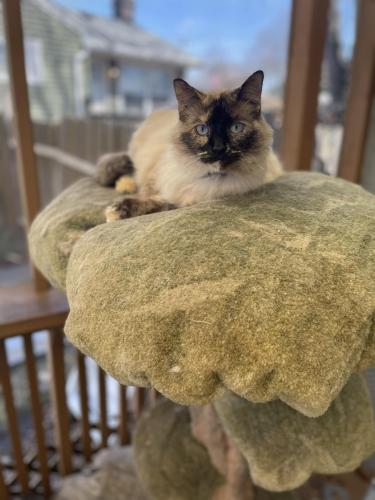 Lost Female Cat last seen Prosperity Ave and Maryland, Saint Paul, MN 55106