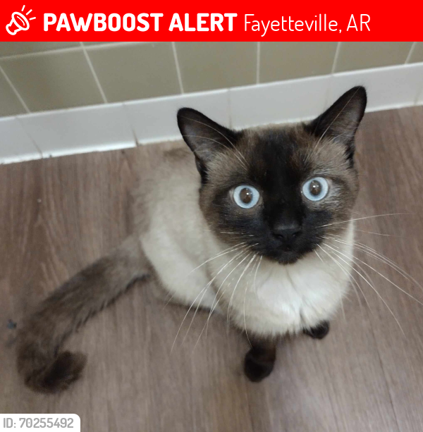 Lost Male Cat last seen Leverett/Melmar Drive, off Garland, Fayetteville, AR 72703