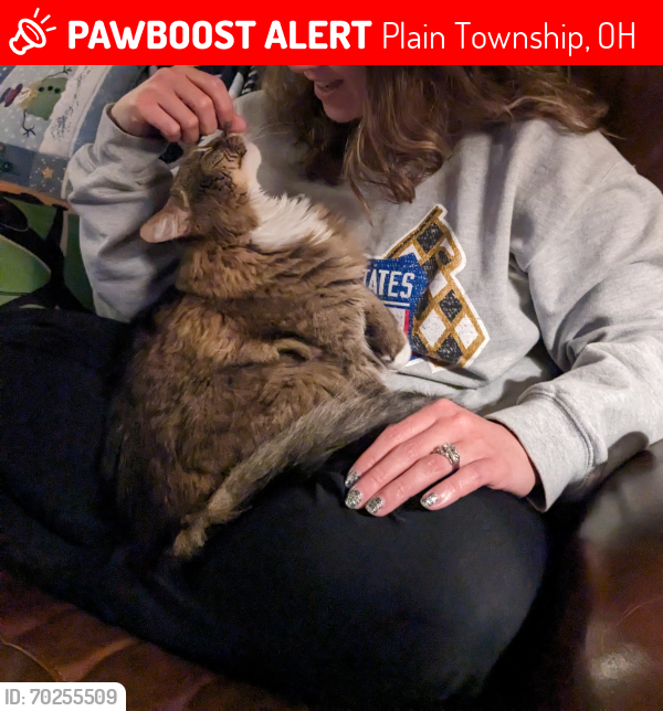 Lost Male Cat last seen Edgedale Ave NE, Skyway, Echo, Plain Township, OH 44721