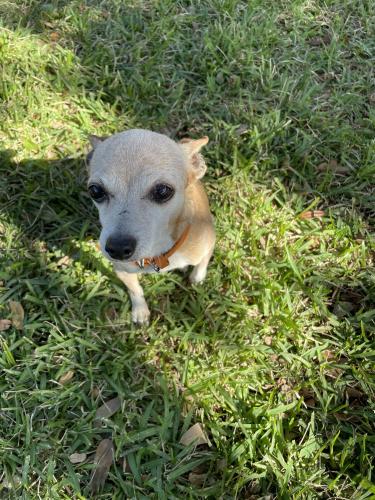 Lost Female Dog last seen Overton Park, Fort Worth, TX 76109