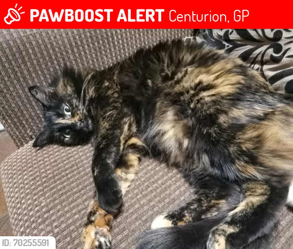 Lost Female Cat last seen Valhalla Primary, Centurion, GP 0185
