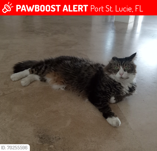Lost Male Cat last seen Duval Ave and Dorchester St, Port St. Lucie, FL 34983