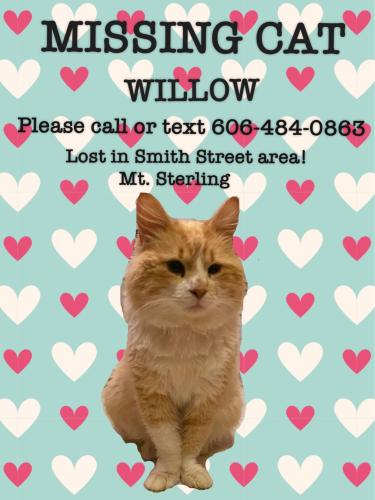 Lost Male Cat last seen Nearest streets is Lincoln’s street and Smith street , Mount Sterling, KY 40353