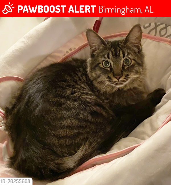 Lost Male Cat last seen Near Edgewood Elementary, Birmingham, AL 35209