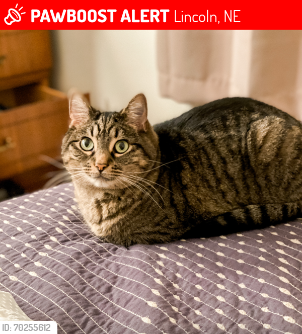 Lost Female Cat last seen 76th st and sherman near lux middle school, Lincoln, NE 68506