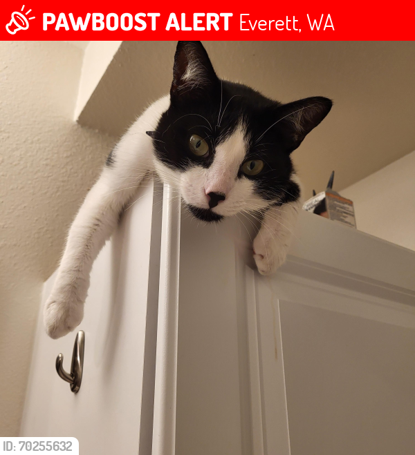 Lost Male Cat last seen Woodspring suites , Everett, WA 98203
