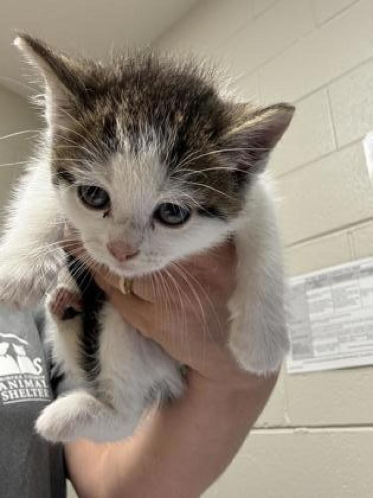 Shelter Stray Female Cat last seen Falls Church, VA, 22042, Cedar Hill Rd & Woodberry, Fairfax County, VA, Fairfax, VA 22032