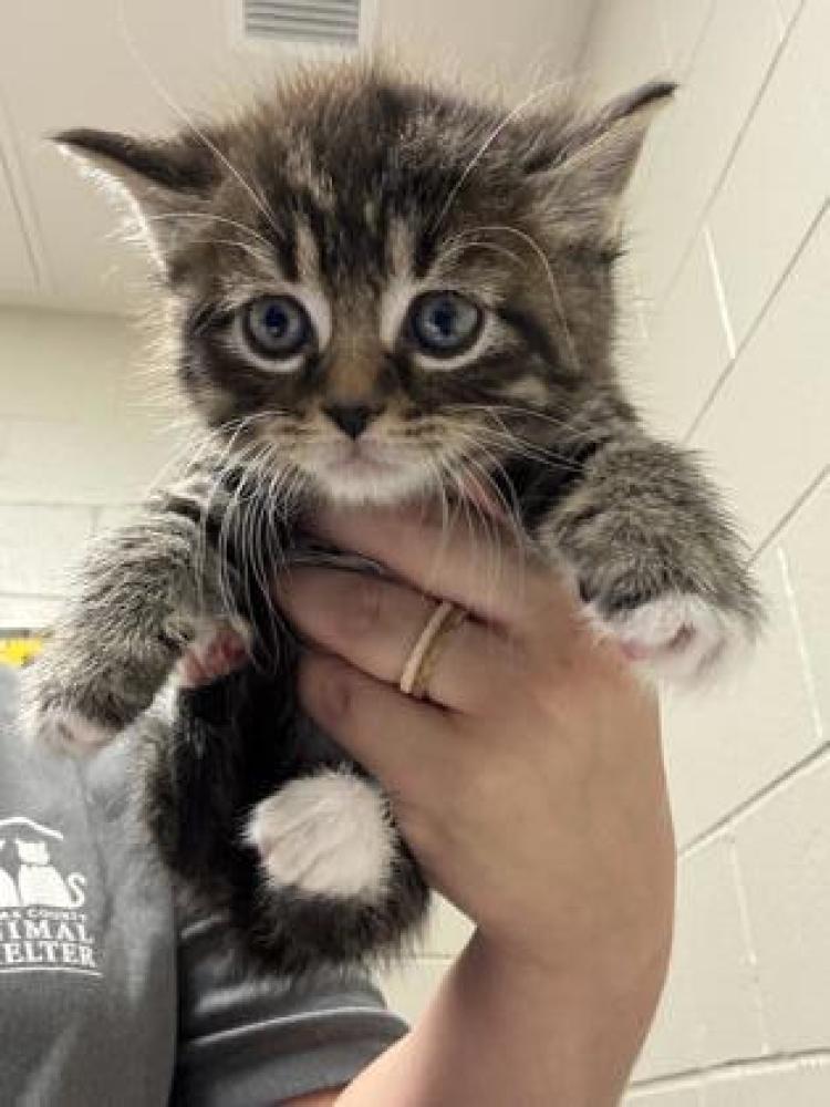 Shelter Stray Male Cat last seen Falls Church, VA, 22042, Cedar Hill Rd & Woodberry, Fairfax County, VA, Fairfax, VA 22032
