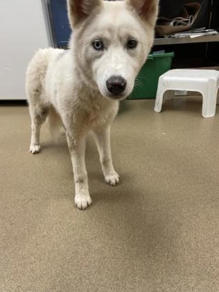 Shelter Stray Female Dog last seen DeSoto, TX 75115, Cedar Hill, TX 75104