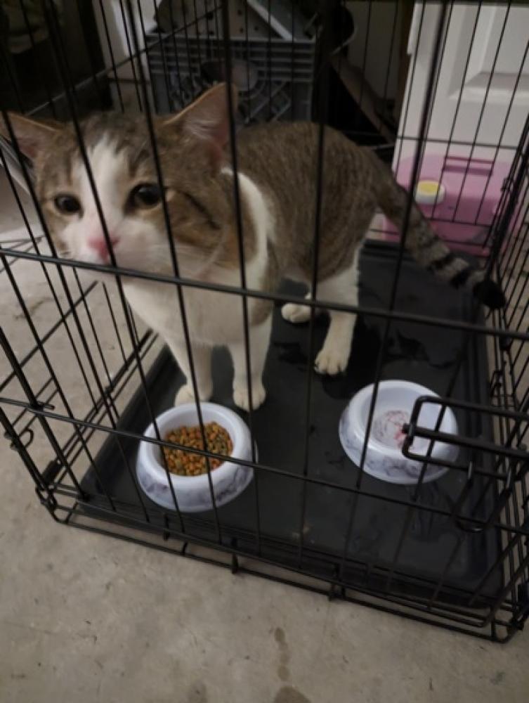 Shelter Stray Male Cat last seen San Antonio, TX 78222, San Antonio, TX 78229