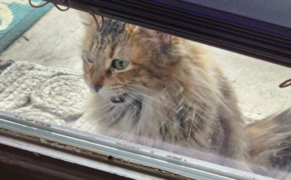 Shelter Stray Male Cat last seen San Antonio, TX 78251, San Antonio, TX 78229