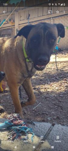 Lost Female Dog last seen Dixie, Odessa, TX 79762
