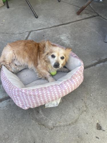 Lost Male Dog last seen Keyes and 11th, San Jose, CA 95112