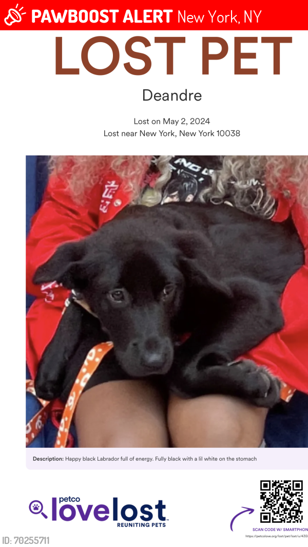 Lost Male Dog last seen Near Catherine slip , New York, NY 10038