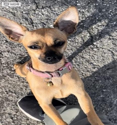 Lost Female Dog last seen 202Ave & 264th Street, Miami-Dade County, FL 33031
