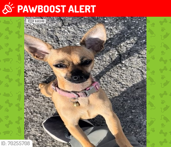 Lost Female Dog last seen 202Ave & 264th Street, Miami-Dade County, FL 33031
