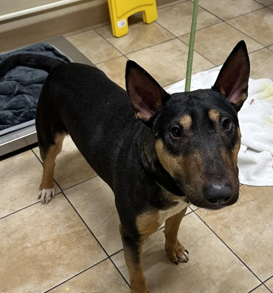 Shelter Stray Male Dog last seen NE 166th / Hassalo, PORTLAND, OR, 97230, Troutdale, OR 97060