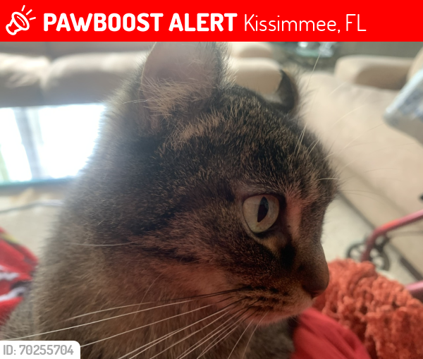Lost Female Cat last seen Scott and Forest, Kissimmee, FL 34746