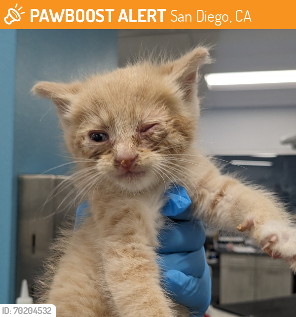 Shelter Stray Male Cat last seen Near Fuchsia Lane, San Diego, CA, 92154, San Diego, CA 92110