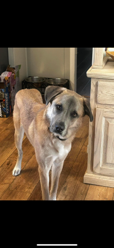 Lost Male Dog last seen By QT and river crossing neighborhood entrance, Spring Branch, TX 78070