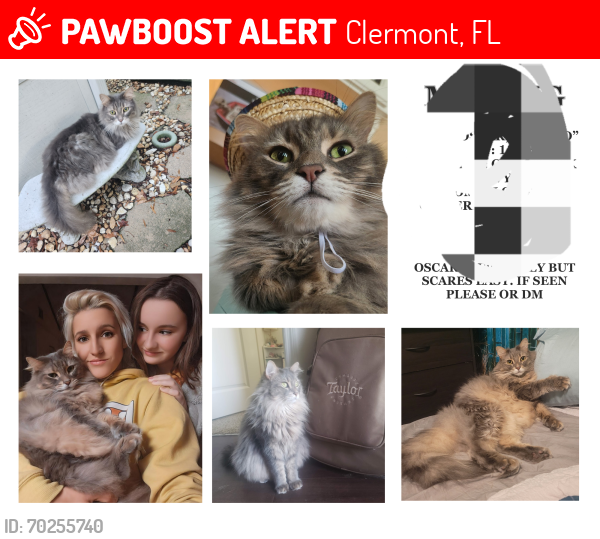 Lost Male Cat last seen Near hwy 27 34715, Clermont, FL 34715